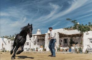 un homme conduisant un cheval noir en location dans l'établissement Rizes Mykonos - Folklore Farmstead, à Mykonos