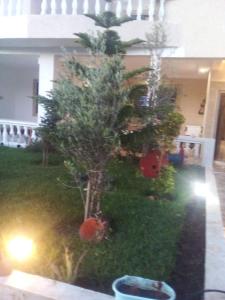 - un jardin avec deux arbres dans la cour dans l'établissement Golden Beach, à Dar Hamida