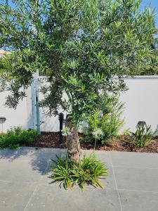 Sweet Sicily Apartments في كاريني: شجرة صغيرة أمام جدار أبيض
