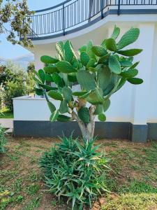 Sweet Sicily Apartments في كاريني: نبات أخضر صغير في ساحة بجوار مبنى