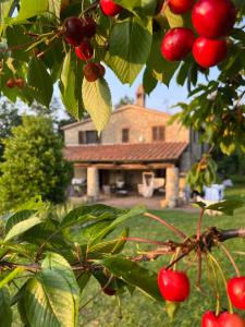Vonkajšia záhrada v ubytovaní Agriturismo Monte Gusciani