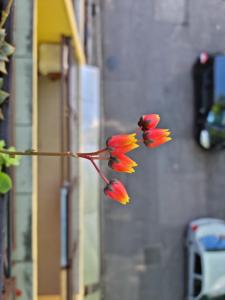 Ein Haufen roter Blumen auf einem Ast in der Unterkunft Kaleidoszkóp Ház apartman in Esztergom