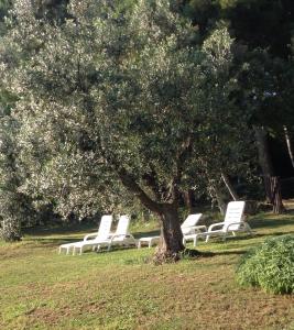 a group of white lounge chairs under a tree at Agriturismo Podere Campalto in Campiglia Marittima