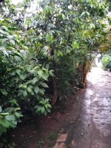 a tree lined alley with a dirt road at Home stay jaya pribadi By 29 