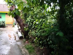 a tree that is leaning against a house at Home Stay Tanya By 25 