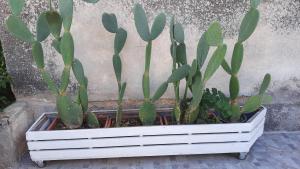 A garden outside A'MA CASA