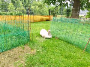 a rabbit laying in the grass next to a cage at Szałas, Namiot w Górach Izerskich, agroturystyka, ogrzewanie, klimatyzacja , plac zabaw, ognisko z rusztem i kijkami, żywe zwierzęta, latem basen in Mirsk