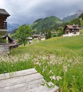 un campo di fiori con una panchina di legno in un campo di Hotel Jungfrau Mürren a Mürren