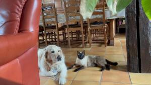 um cão e um gato sentados ao lado de uma mesa em Chambres d'hôtes "Là Je Ris" em Lagery