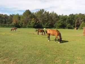 drie paarden grazen in een grasveld bij Gite des Suis in Villecroze