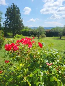 un arbusto de flores rojas en un campo en Villa 5 étoiles piscine chauffée 8 pers 'Casa Sista' by Casa FAMILIA Ardèche, en Sampzon