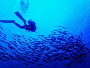 a person swimming in the ocean with a school of fish at Green Island Coastal Homestay in Green Island