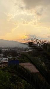 a palm tree with the sunset in the background at Encantadora casa tradicional con terraza in Oaxaca City