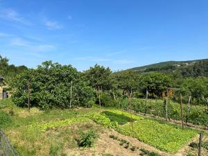 a garden with a hill in the background at Lavanderin Apartment in Dekani