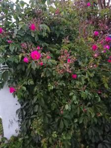 Maisonnette de charme entre plages et estuaire外面的花园