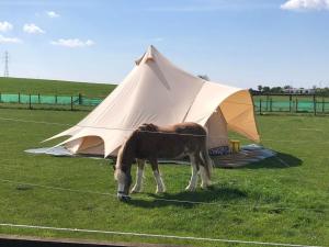 a horse grazing in a field next to a tent at Belinda Bell Tent in Poulton le Fylde