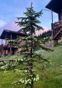 a christmas tree in front of a house at Birun Kumbet Dag Evi in Kumbet