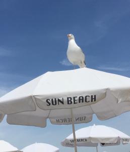 una gaviota sentada encima de un paraguas en Golfsuite 13 en Blankenberge