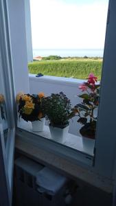 three potted plants sitting on a window sill at Bed&breakfast Albysuite in Termoli