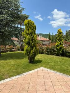 a bush in the middle of a yard at Casa DANIEL in Castel di Sangro