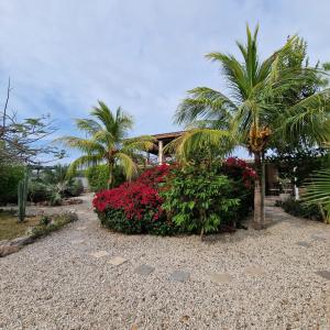 uma casa com palmeiras e flores num quintal em Nos Soño Stay and Dive em Westpunt