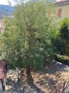 uma árvore num quintal ao lado de uma casa em All’ombra delle sophore (011015-LT-2264) em La Spezia