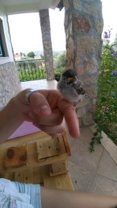 eine Person, die einen kleinen Vogel in der Hand hält in der Unterkunft Cantinho Verde in Sertã