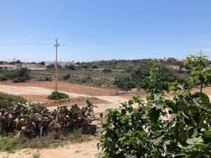 un grupo de animales de pie en un campo en Relax e tranquillità a Cala Pisana, en Lampedusa