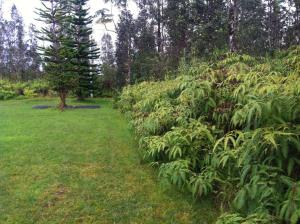 ヒロにあるHawaii Tropical Volcano mansion + Saunaのギャラリーの写真
