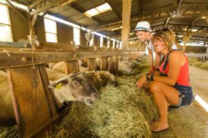 Animaux dans le camping ou à proximité