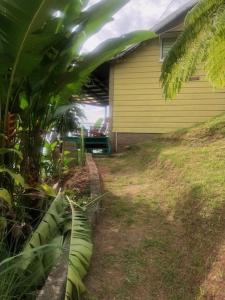 En trädgård utanför Ginger Lodge Cottage, Peters Rock, Woodford PO St Andrew, Jamaica - this property is not in Jacks Hill