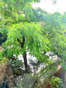 drzewo z zielonymi liśćmi przed płotem w obiekcie Turquoise by Mercan Homes - Cozy House w/2 BR,Close to City Center, Metro, Malls w Stambule