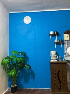 a blue wall with a clock and a plant at PANCHITO’S in Isla Mujeres