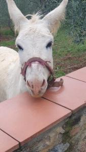 Zvieratá na farme alebo blízkom okolí
