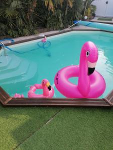 dos flamencos rosas inflables en una piscina en maison calme avec piscine palmiers 300m de la plage pornichet centre en Pornichet