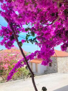 un arbre recouvert de fleurs violettes avec un bâtiment en arrière-plan dans l'établissement Mokamvilia House, à Amoliani
