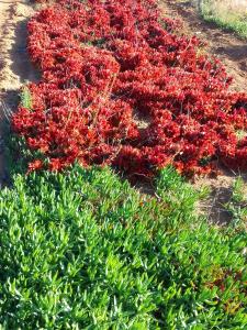 una pila de plantas rojas en el suelo en KGOLA SAFARIS, en Rosslyn