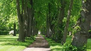 a path lined with trees in a park at Ferienwohnung Lebensfreude Höxter im Weserbergland in Höxter