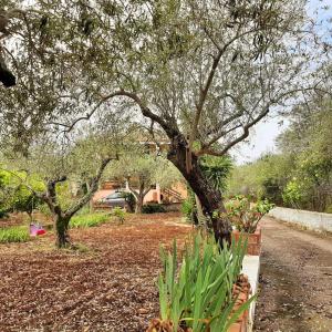 uma árvore e algumas plantas numa estrada de terra em Trilocale Serra Li Lioni - Sassari em Sassari