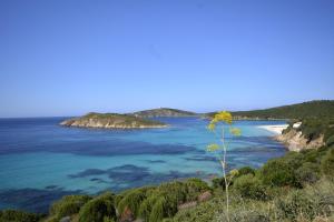 Blick auf einen Strand mit einem Baum in der Unterkunft B&B Tanca Marracconi Teulada in Teulada