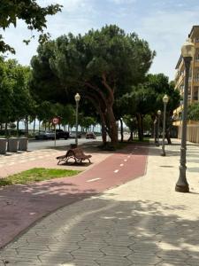 a dog sitting on a sidewalk next to a tree at Somni Cambrils in Cambrils