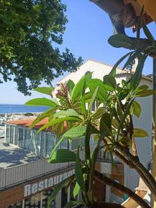 a plant in front of a building with the ocean in the background at Ô Rêves Ailleurs in Saint-Cyr-sur-Mer