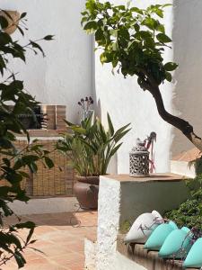 a patio with pillows and a potted tree at Casa Limonero in Sedella