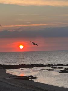 a bird flying over the ocean at sunset at Les yeux dans l'océan in Le Croisic
