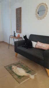 dos gatos blancos y negros sentados en un sofá en Departamento para 4 y 1 garaje - Pepitero en Posadas