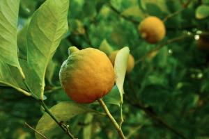 un citron jaune sur un arbre à feuilles vertes dans l'établissement Kasbah des cyprès, à Skoura