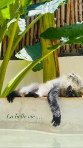 a squirrel laying on the ground under a plant at Baobab Africa Lodge Zanzibar in Mtende