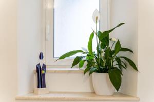 a plant sitting on a shelf next to a window at Dubrovnik Gate Apartments in Dubrovnik