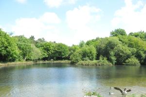 two geese are standing in the water on a lake at Pinetum Garden Cottages in St Austell