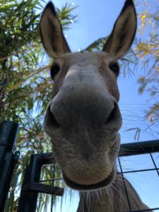 Ảnh trong thư viện ảnh của Mas du Roc ở Saint-Nazaire